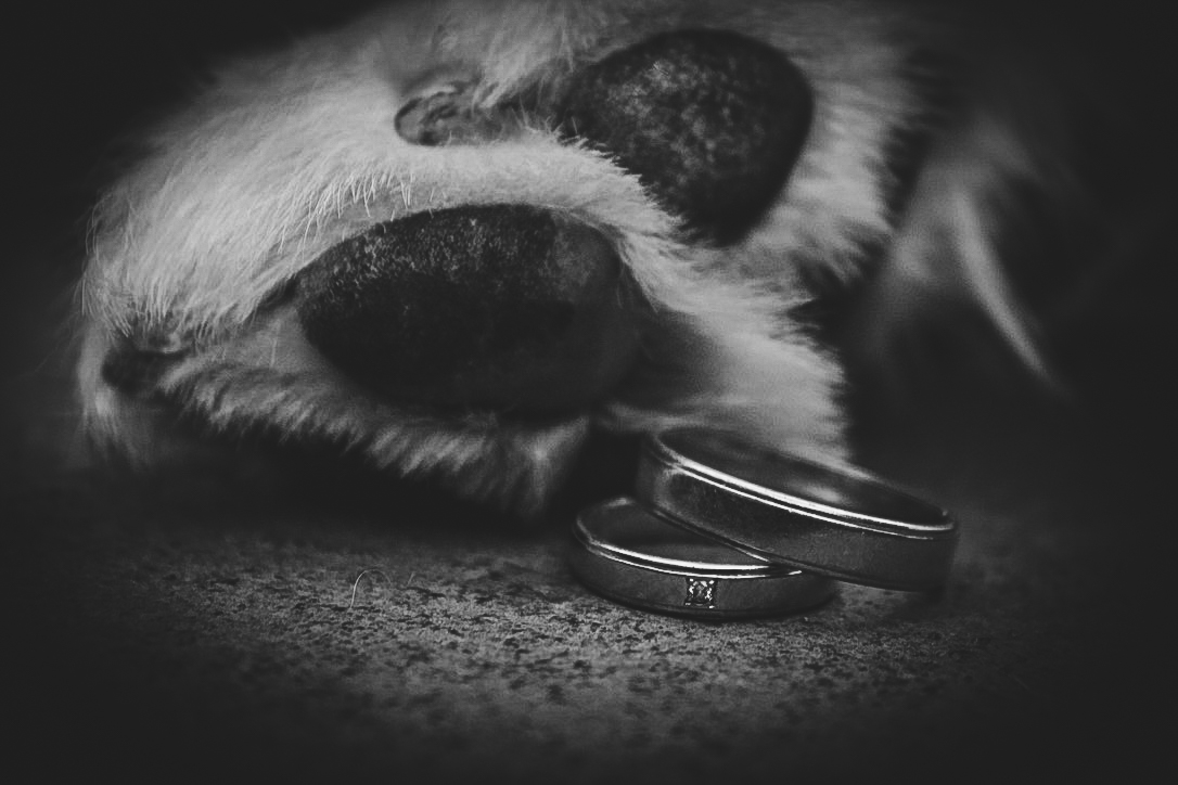 Pfote eines Tieres neben zwei Eheringen auf einem dunklen Untergrund.