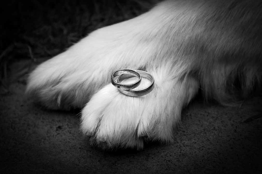 Ein Hundepfote mit zwei Hochzeitsringen darauf.